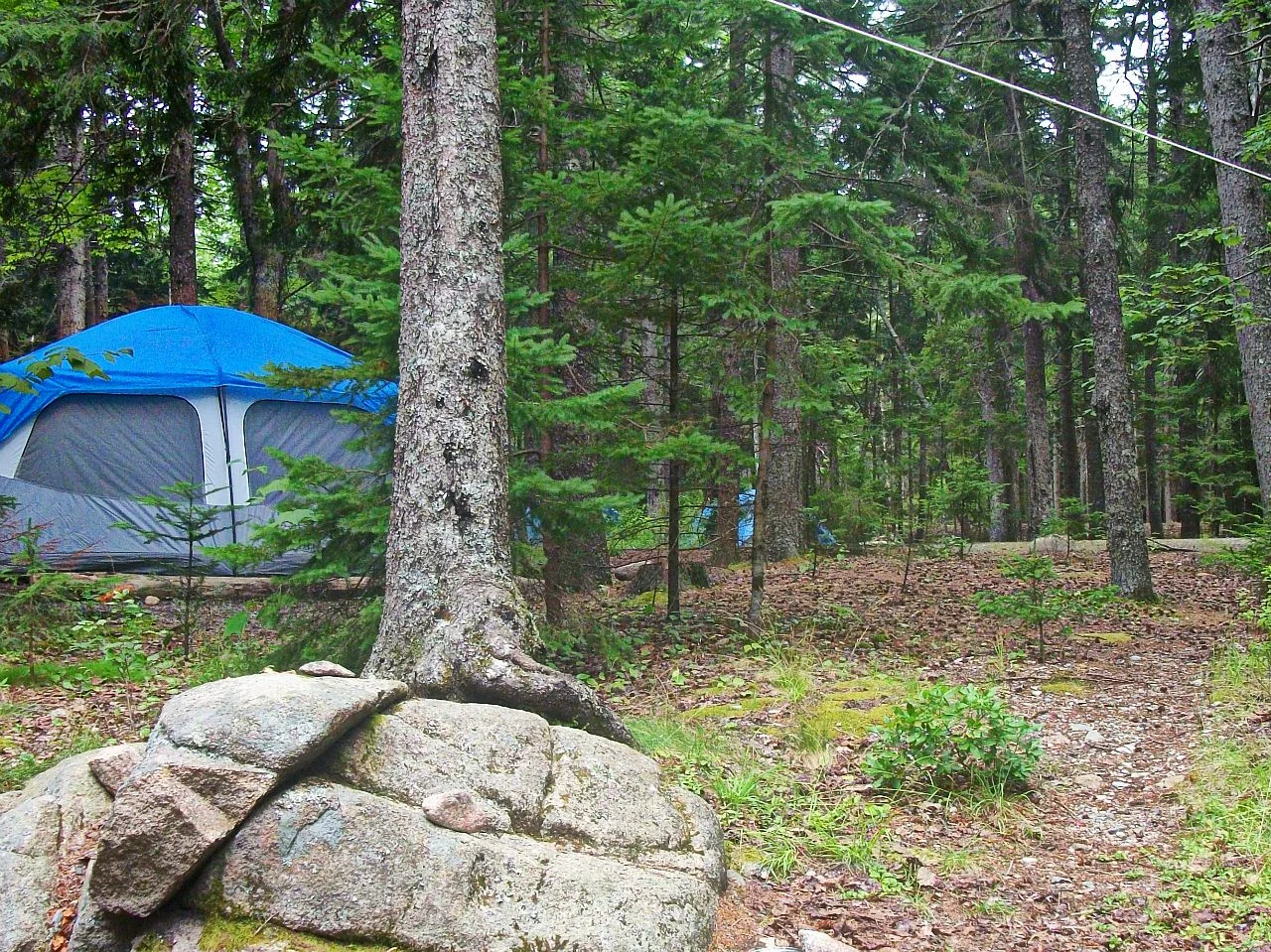 The colors of Acadia in the Summer