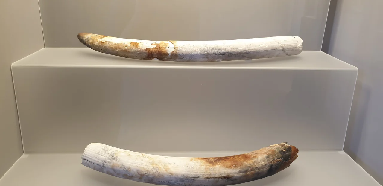 Ivory, end of the 7th Century.
Elephant tusks from the Bajo de la Campana (a submerged site off the coast of Murcia, Spain) are part of the cargo of a Phoenician ship from the end of the 7th Century BC. Over 50 tusks have been recovered from the site, some with traders' marks, together with other remains showing Phoenician interest in raw materials from North Africa and the far West, and an active trade with the local communities.