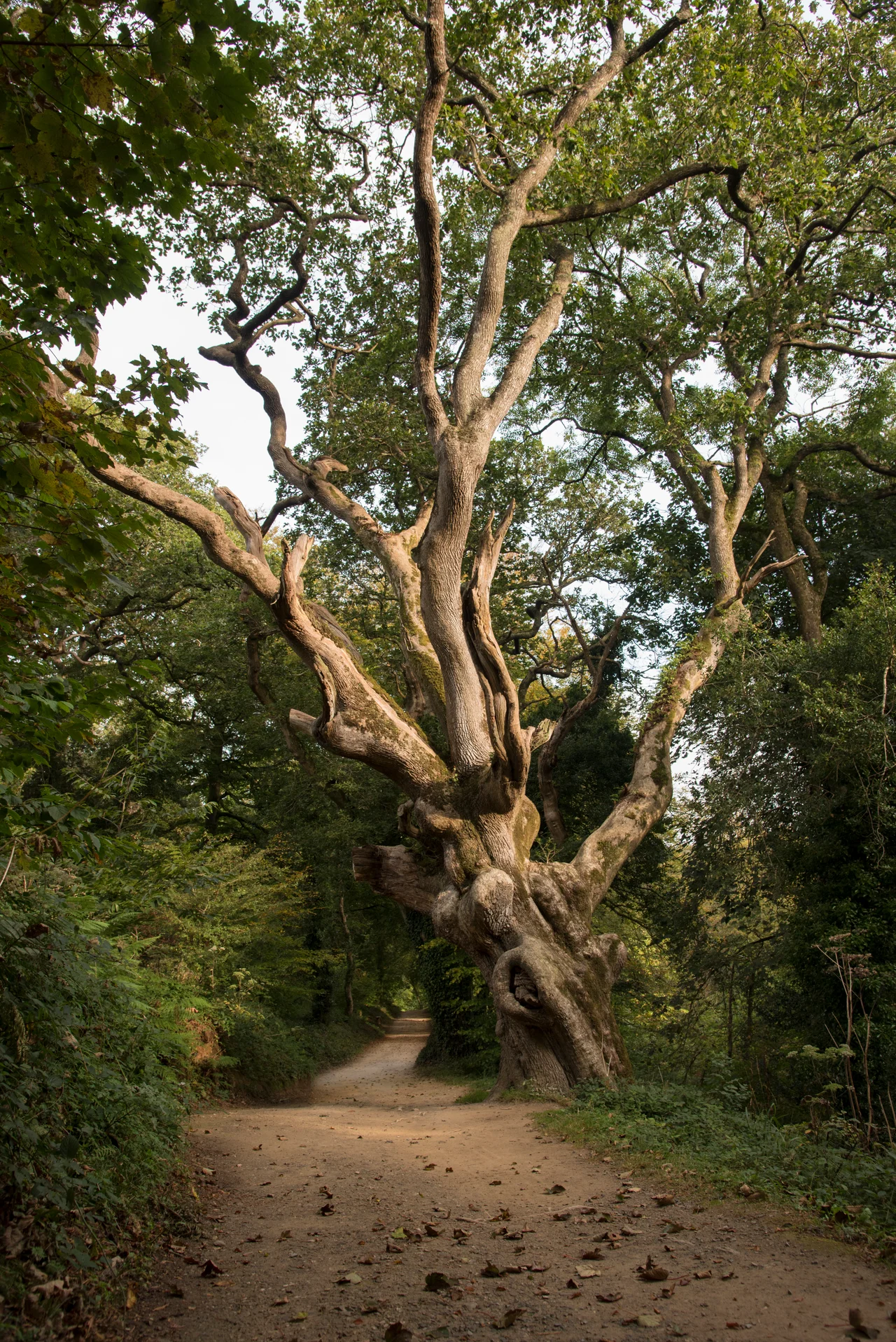 Old English Oak tree in the Lost Valley at The Lost Gardens of Heligan in Cornwall, UK