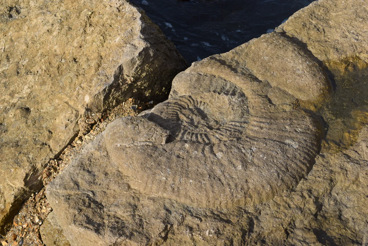 Fossil in the Quay at Chapman's Pool