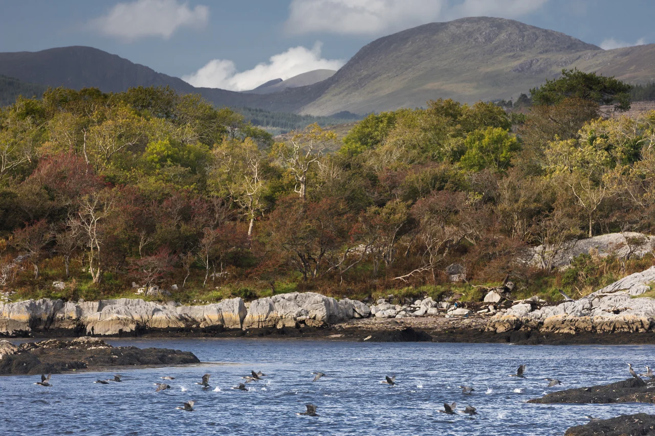 Northern shore of Kenmare River (Kenmare Bay) with Dunkerron Mountains visible in the background