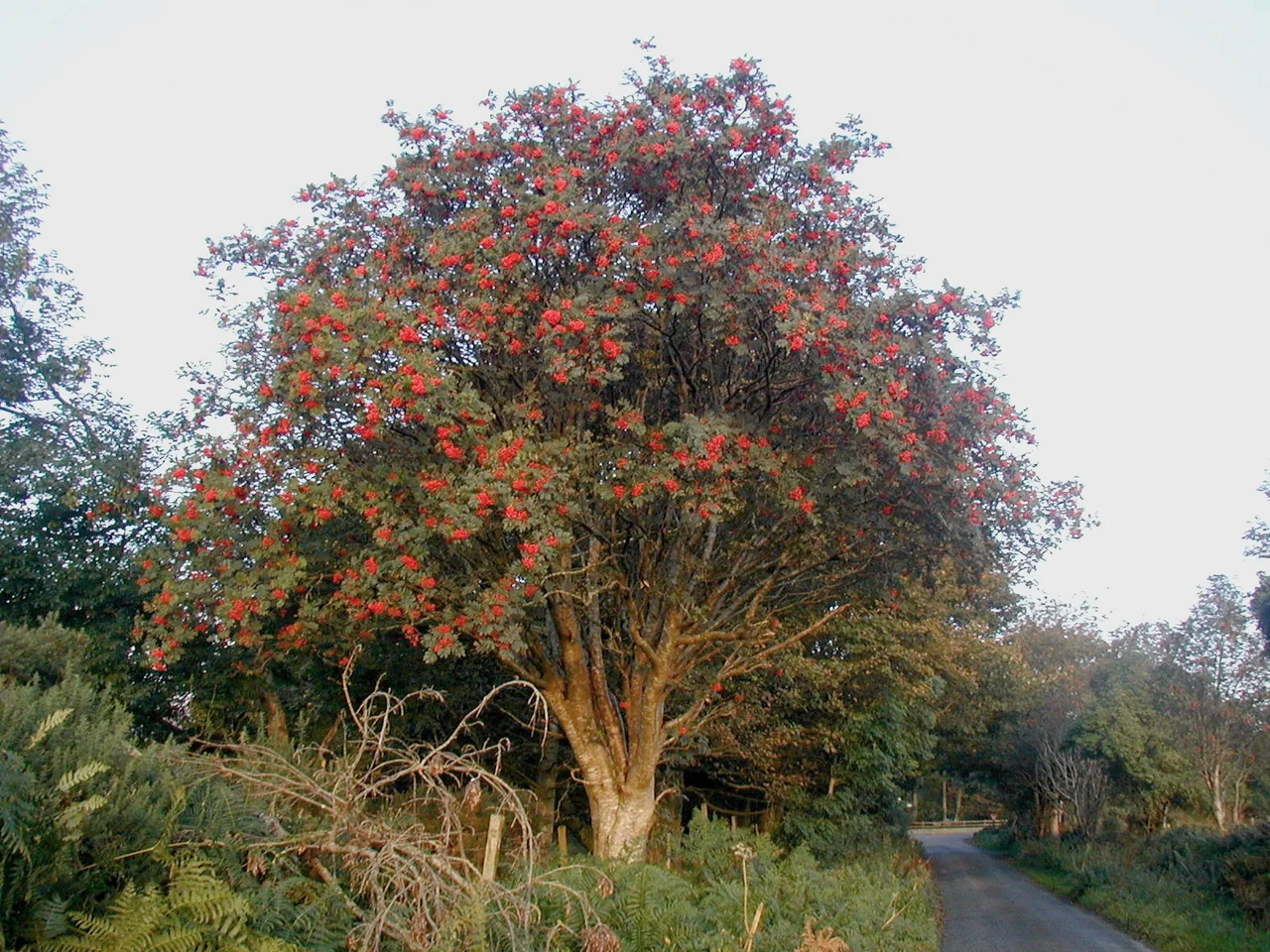 European Rowan (Sorbus aucuparia) photographed at dawn in October 2008 in Co. Wicklow in Ireland