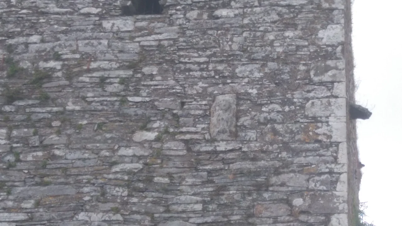 Sheela Na Gig photographed on Ballinacarriga Castle, Dunmanway, Co. Cork Ireland
51°42'20.1"N 9°01'53.9"W, 3 St Patrick's Quay, Ballinacarriga, Bandon, Co. Cork