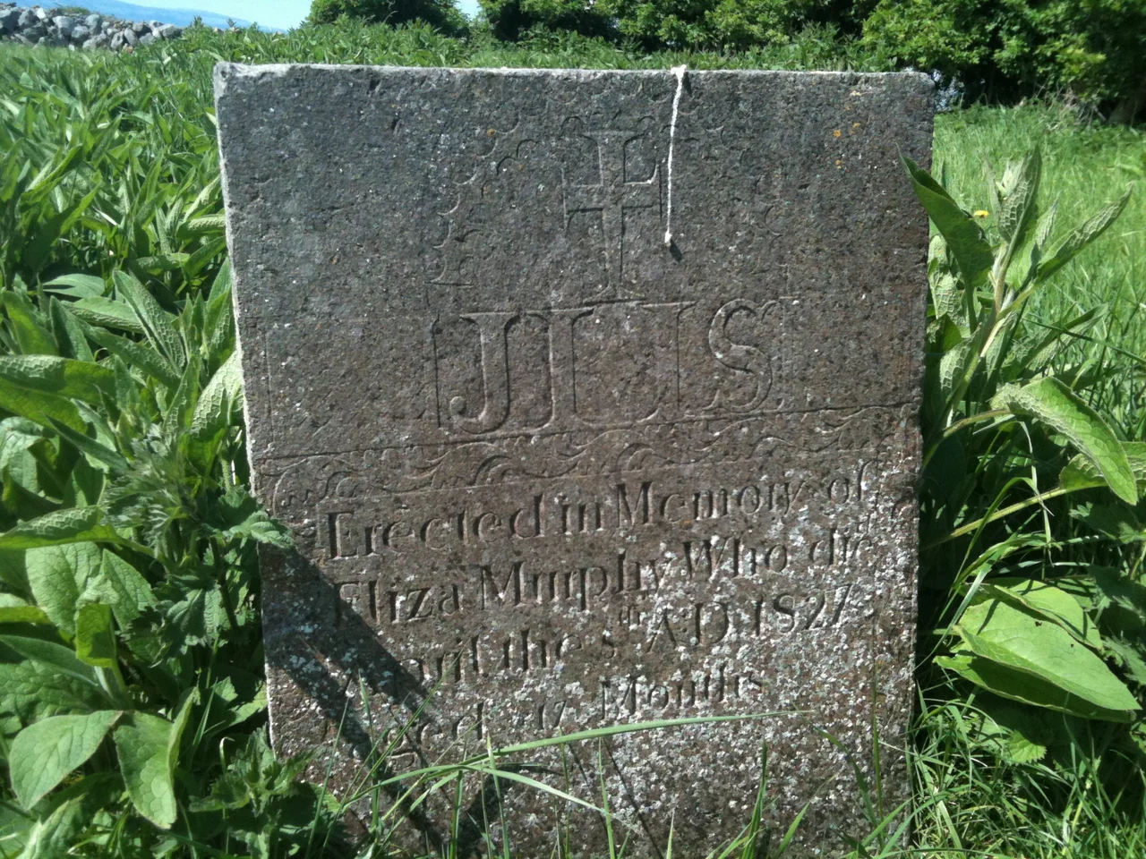 The headstone of Eliza Murphy, Island Eddy. Galway Bay, Ireland.  The inscription reads: 'Erected in Memory of Eliza Murphy Who died April the 8th AD 1827 aged 17 Months'. Note the profusion of Comfrey surrounding the headstone.