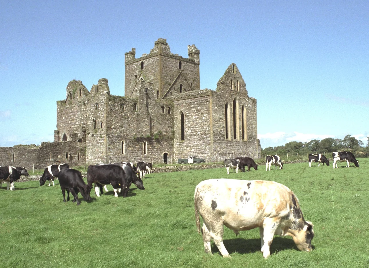 Dunbrody Abbey, County Wexford, Ireland
South-east view of Dunbrody Abbey with young bulls in the front.