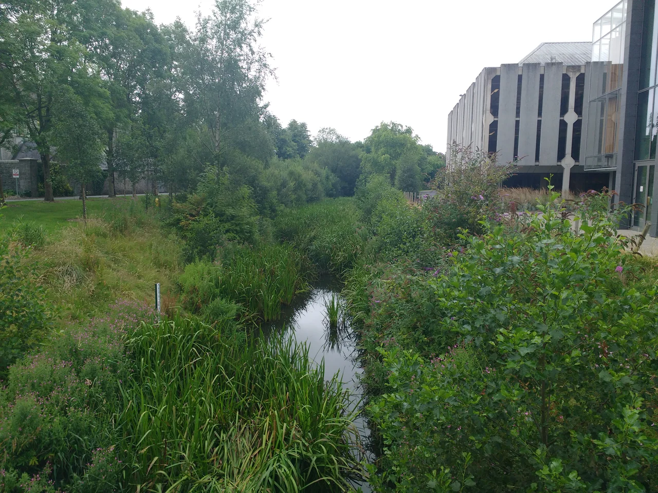 The Rye River flows through the campus, forking around the university library.