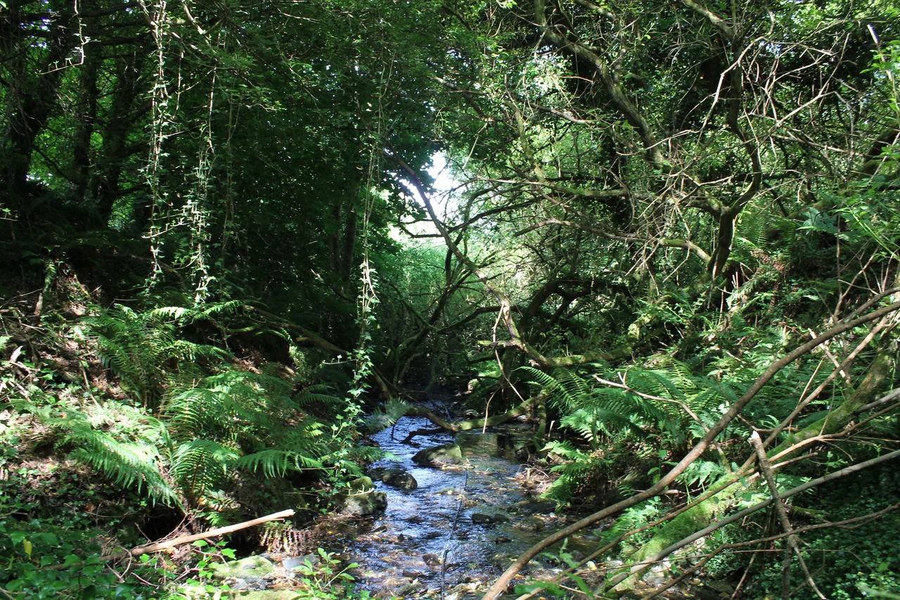 Downstream of Ballinagore Bridge, Co Wicklow, Ireland. Goldmines River. Potentially the place known as the 'Red Hole' during the 1795 Wicklow gold rush.