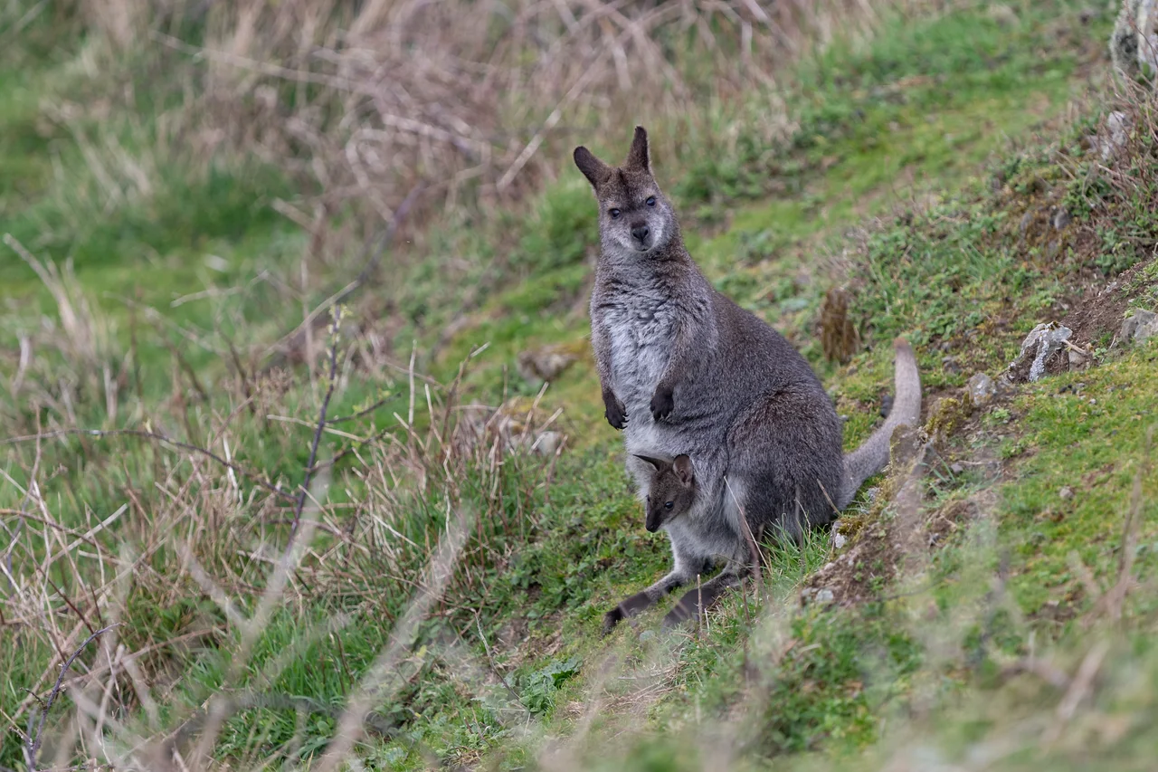 Red-necked wallaby (with joey) on Lambay Island