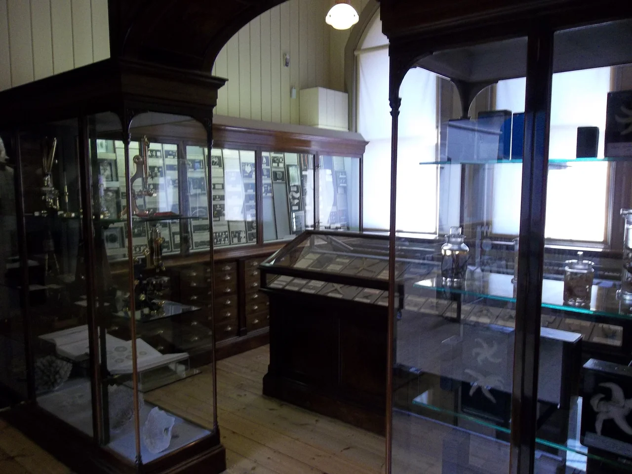 A photograph of part of the Sladen Collection of echinoderms housed in Exeter's Royal Albert Memorial Museum (RAAM).
