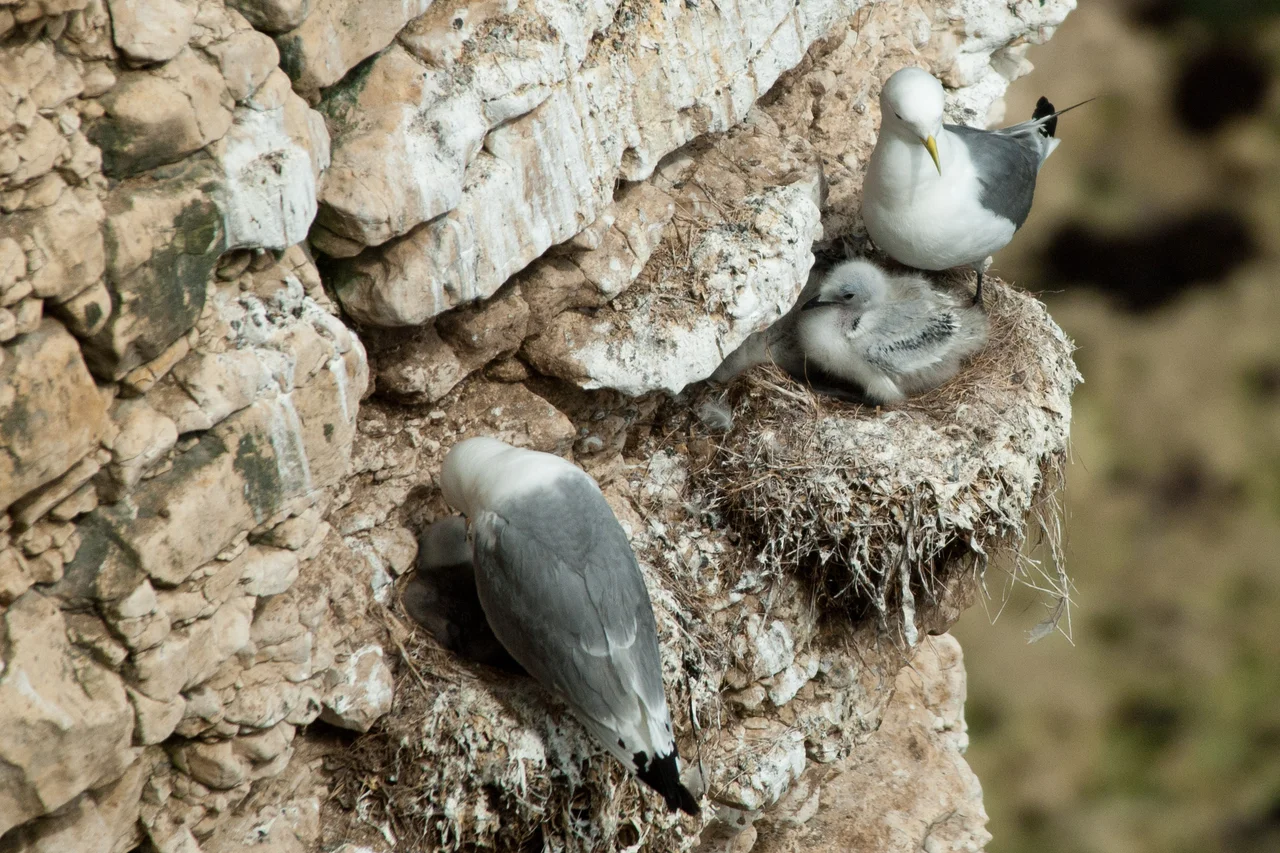 Kittiwakes (Rissa Tridactyla) on the chalk cliffs at Flamborough Head
