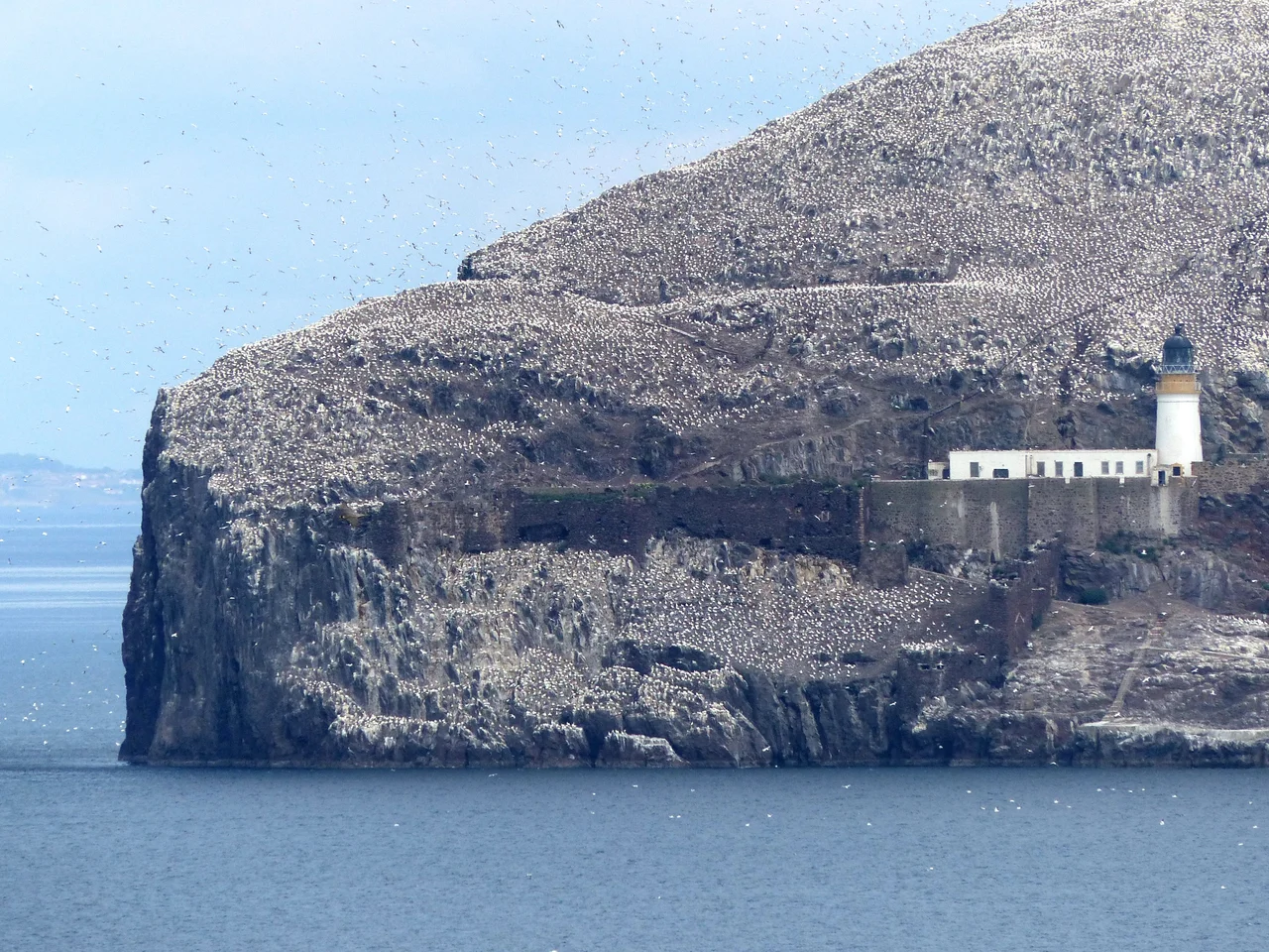 Bass Rock is a tiny island formed from a plug of volcanic rock in the Firth of Forth, Scotland. It contains the world’s largest colony of northern gannets, hosting 150,000 at peak.