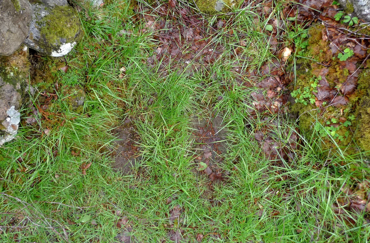 Detail of the Glenmoriston Footprints, taken in June 2010