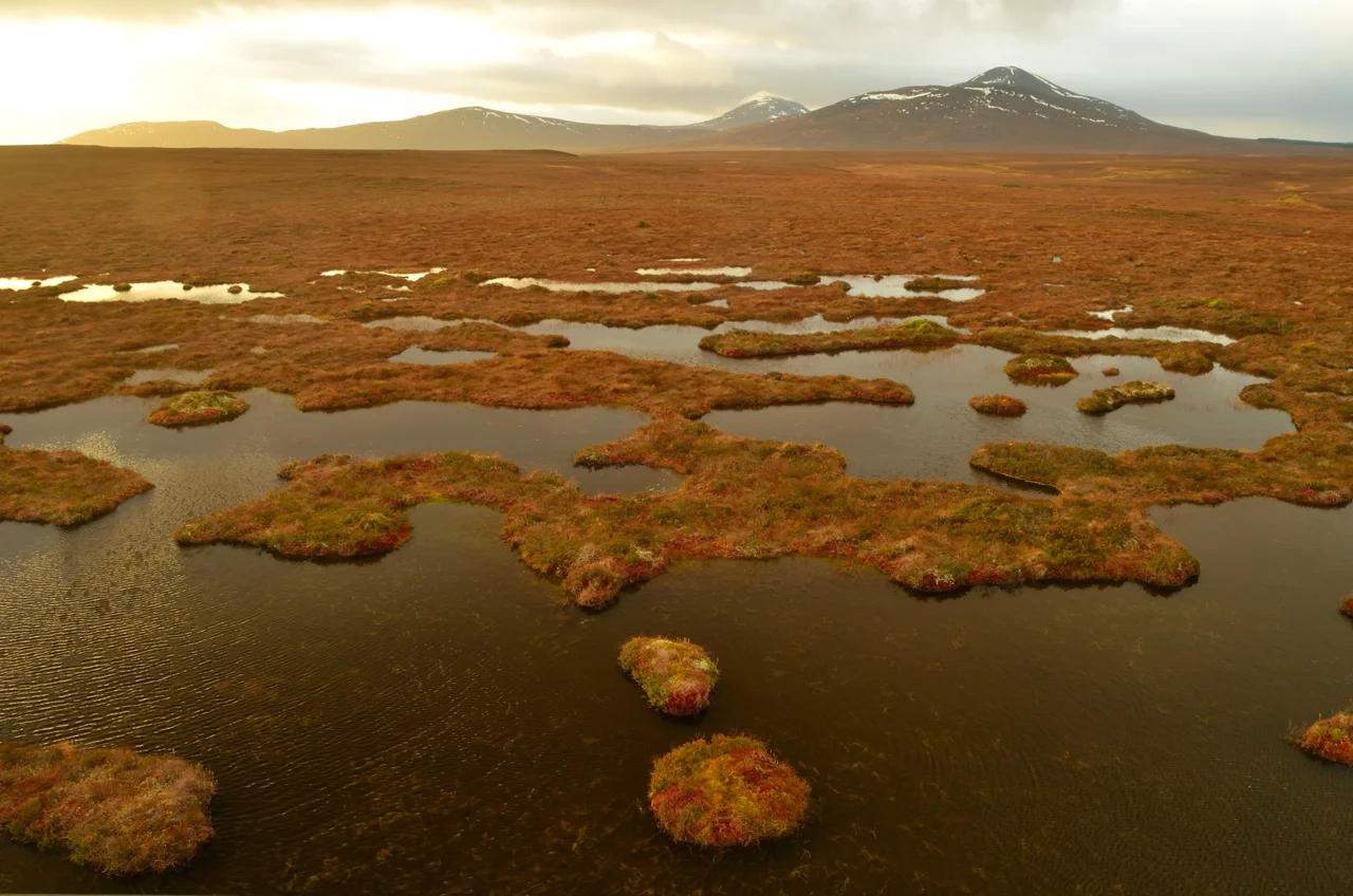 Wetland in the Flow Country, Scotland, UK
