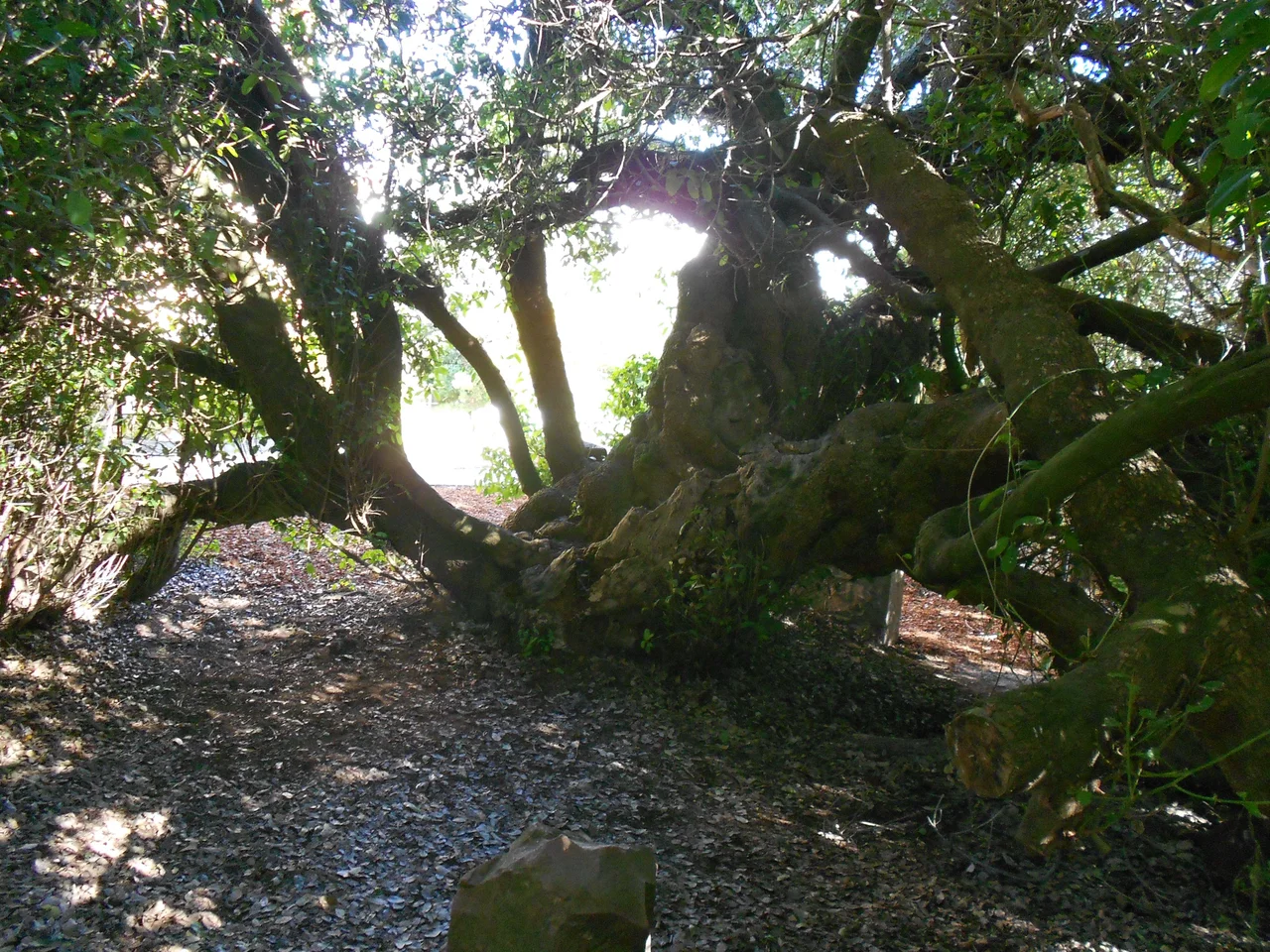 The old milkwood tree (Sideroxylon inerme) inside the Dias Museum Complex has been used as a post office since 1501.  In 1500, on his return journey from the east, Pedro de Ataide left a letter of importance in a shoe or iron pot under a tree.  In 1501 this letter was found by Joao da Nova, commander of the third East India fleet en route to India.