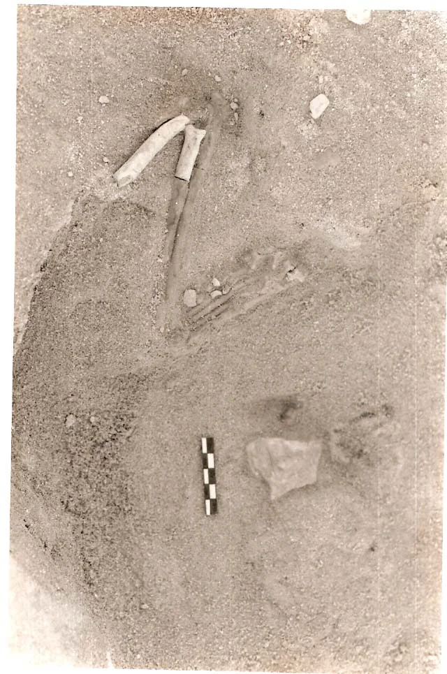 Fossil jackal limb from the Hoedjiespunt fossil site, South Africa.  Photo by Lee Berger