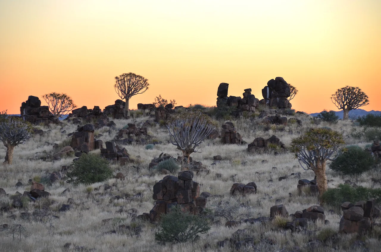 Dolerite rocks and quiver trees