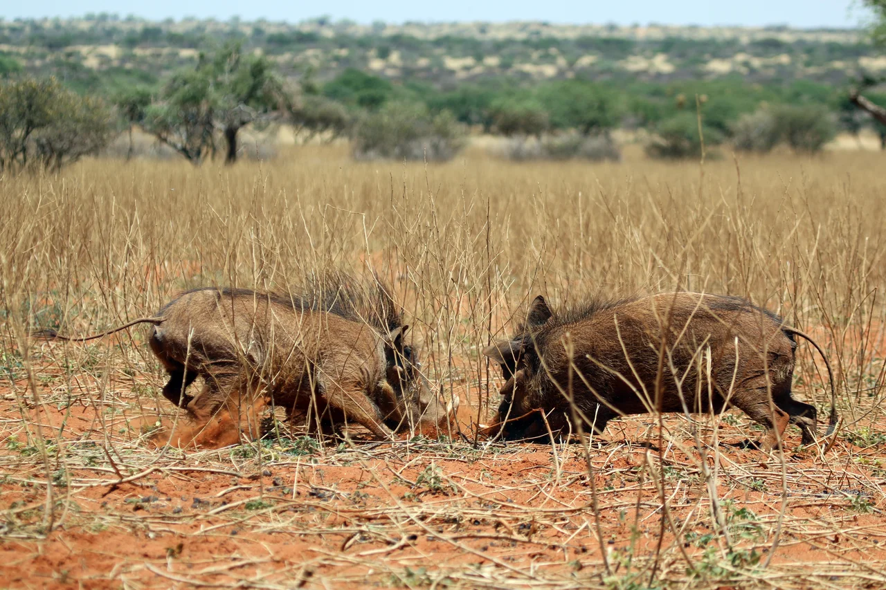 Warthogs (Phacochoerus africanus) males, Tswalu Kalahari Reserve, South Africa