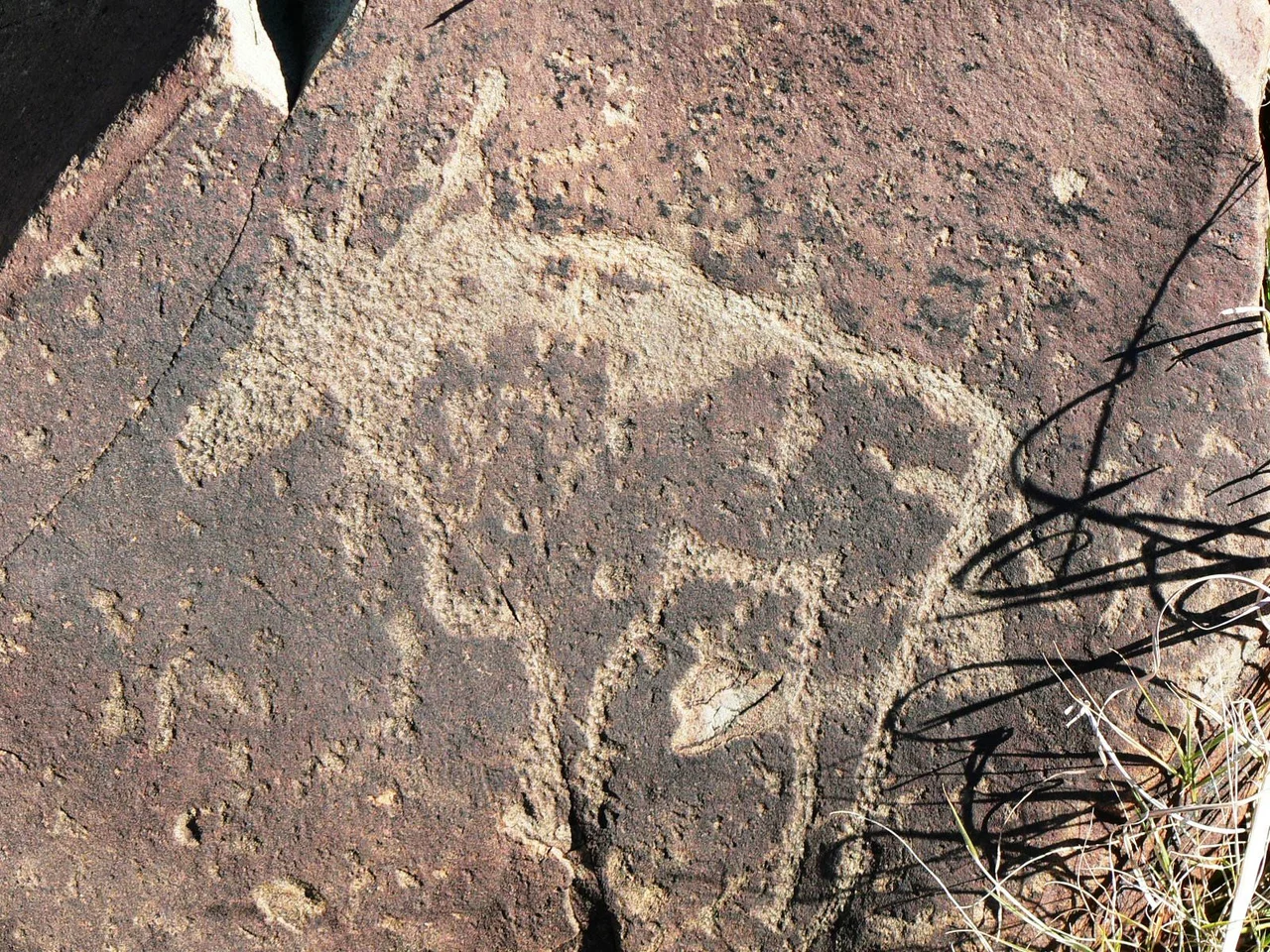 Engraving of a gemsbok from the Wildebeest Kuil Rock Arts Site outside Kimberley South Africa. The site is open to the public and is well interpreted.