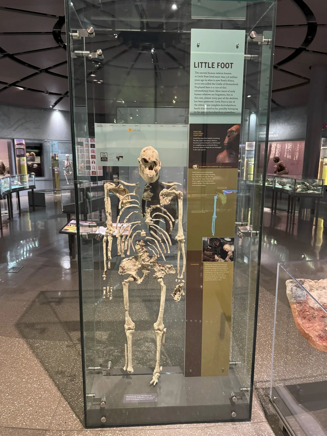 The original complete skull (without upper teeth and mandible) of a 2.1 million year old Australopithecus africanus specimen so-called Mrs. Ples, discovered in South Africa.
Collection of the Transvaal Museum, Northern Flagship Institute, Pretoria, South Africa. (catalogue number STS 5, Sterkfontein cave, hominid fossil number 5)