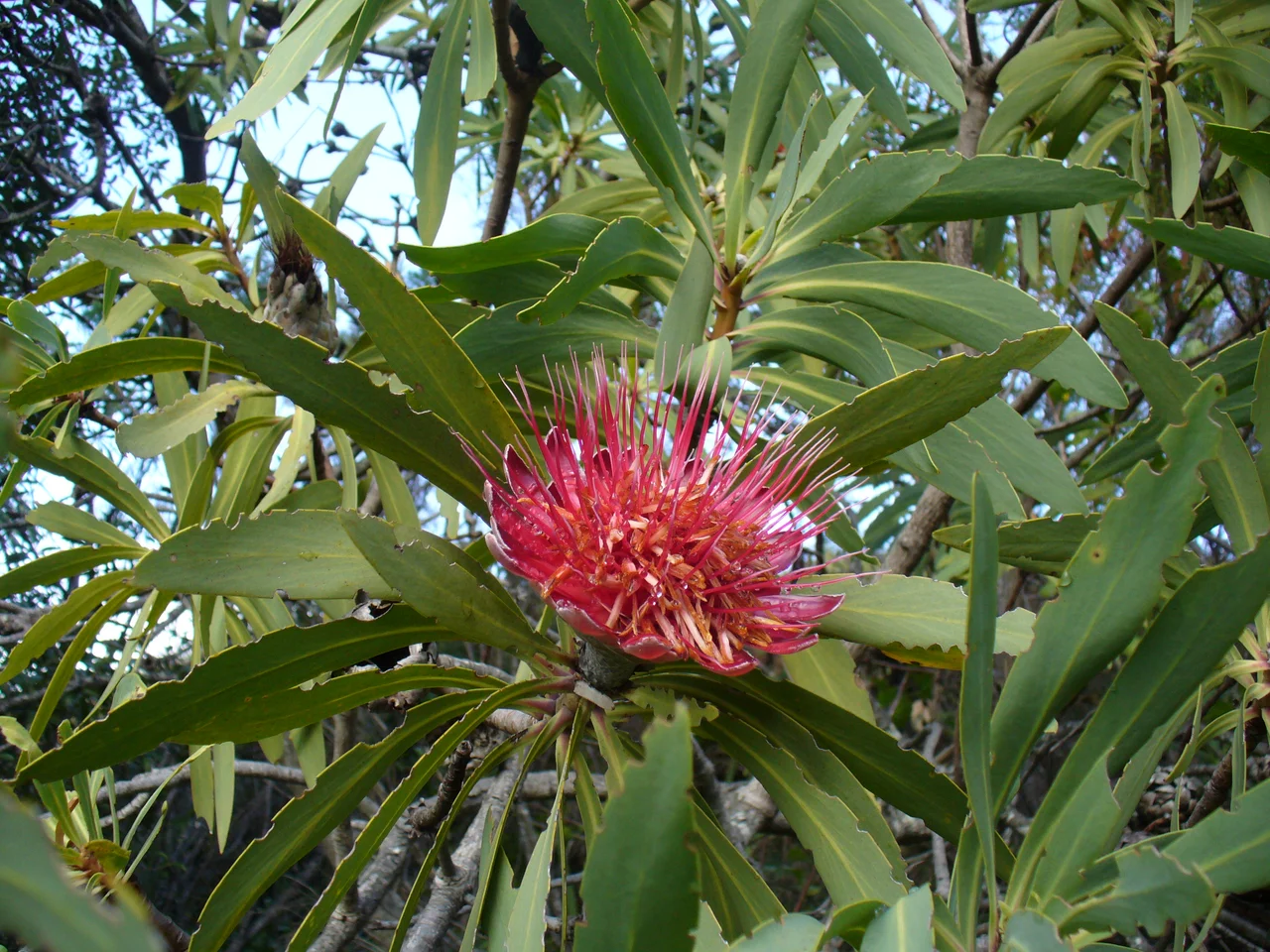 The Blyde River Protea, endemic to the Blyde River Canyon in Mpumalanga, South Africa