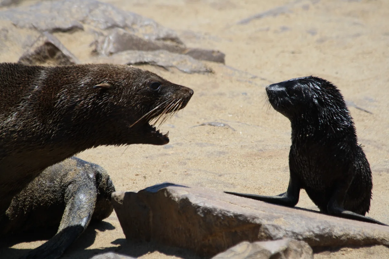 Cape Cross Seal Colony