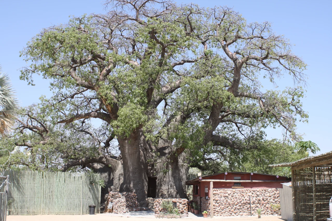 The Ombalantu Baobab tree, an Adansonia species, in Outapi, Omusati, Namibia.