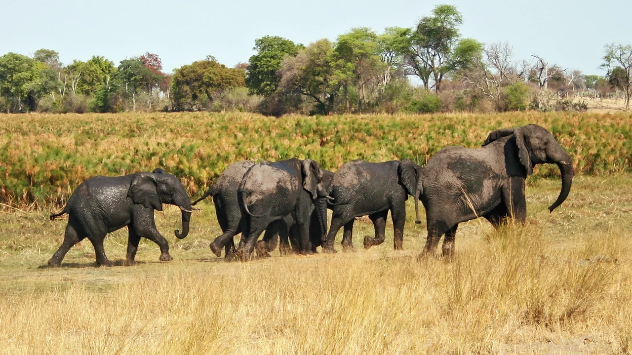 Elephants in Mahangu NP, Namibia