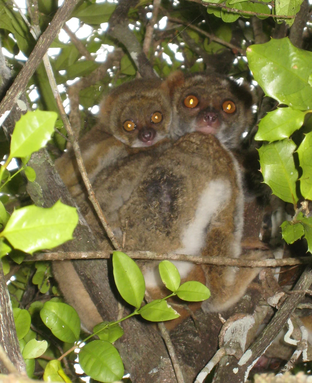 Southern Wooly Lemur (Avahi meridionalis) with infant at Sainte Luce Private Reserve