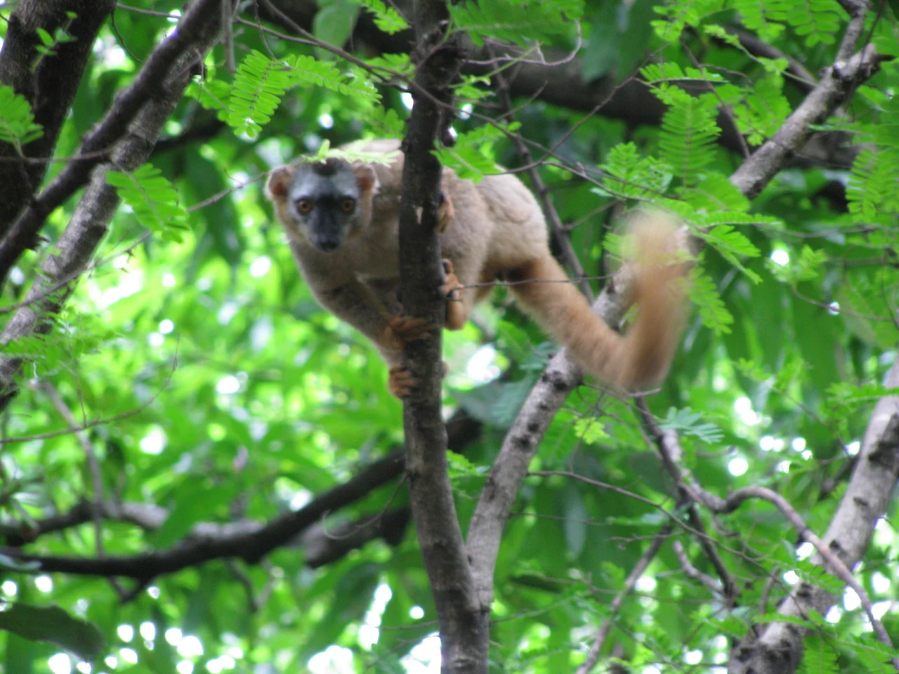 Red-fronted Brown lemur (Eulemur rufus) scolding visitors, Isalo National Park, Madagascar