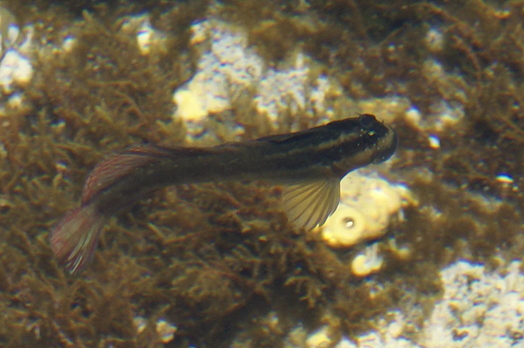 Blenniella cyanostigma in a pool on the shore of Réunion island