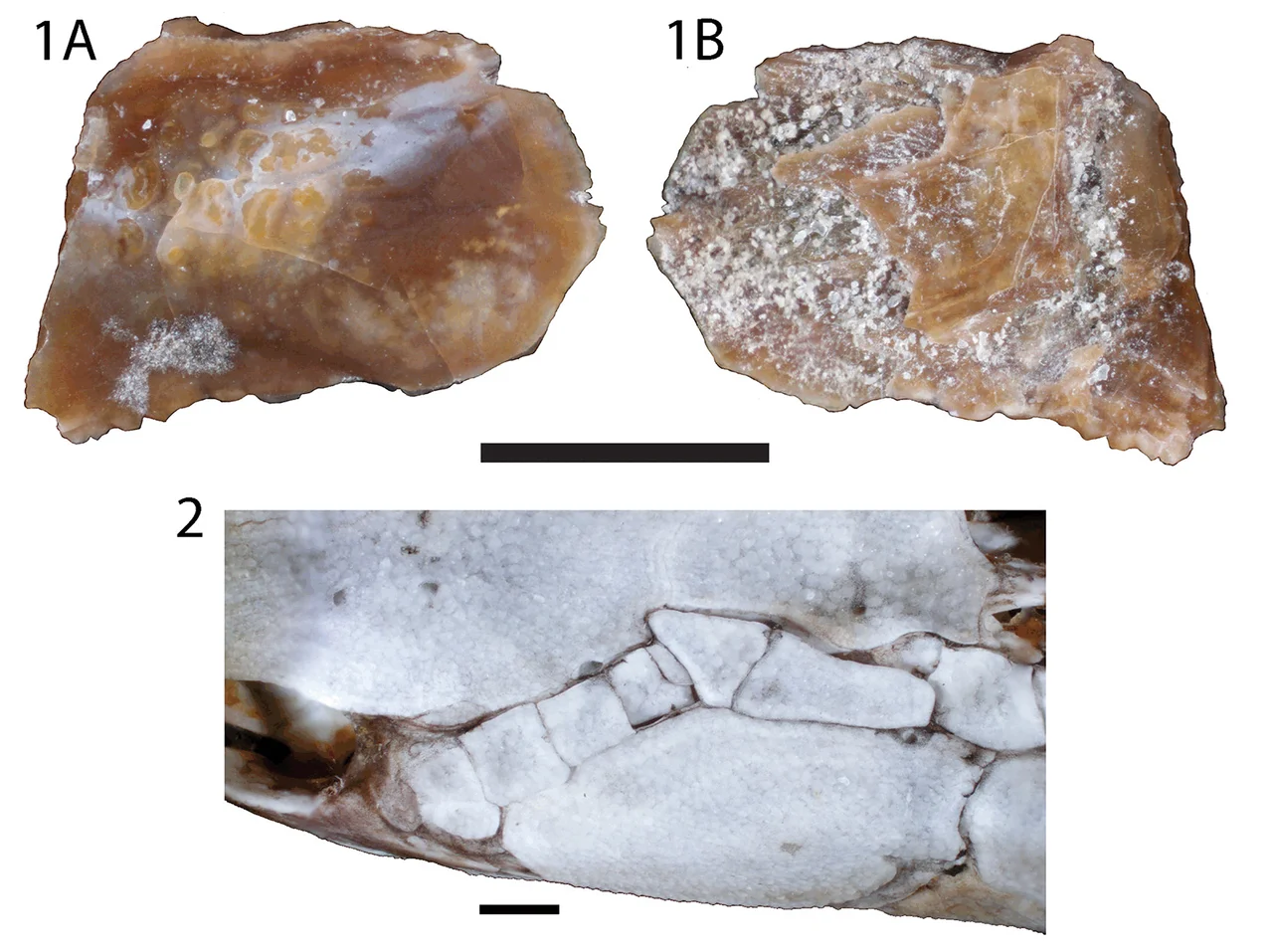 Fossil bone identified as coming from the spiracular series from the Maevarano Formation, Madagascar, assigned to Polypteridae compared to the extant polypterid Polypterus endlicherii (UAMZ uncatalogued).Scale bars equal 5 mm.