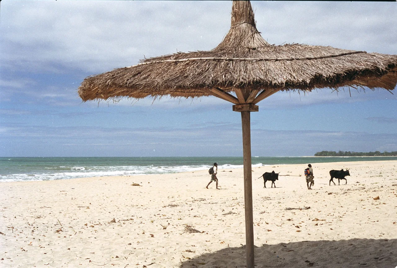 Photo by Jonathan Talbot, World Resources Institute, 2001. Boys tending cows on the beach at Sambava, Madagascar.