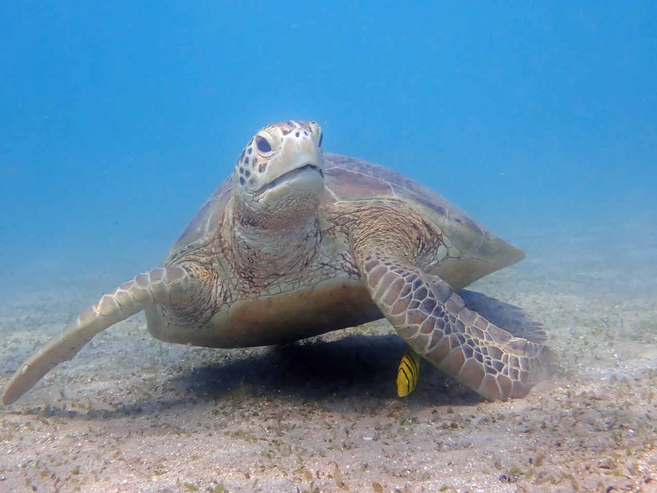 Une tortue verte (Chelonia mydas) en compagnie d'un poisson-pilote (Gnathanodon speciosus) dans la "zone de protection du site naturel de N'Gouja",  au sein du Parc naturel marin de Mayotte.