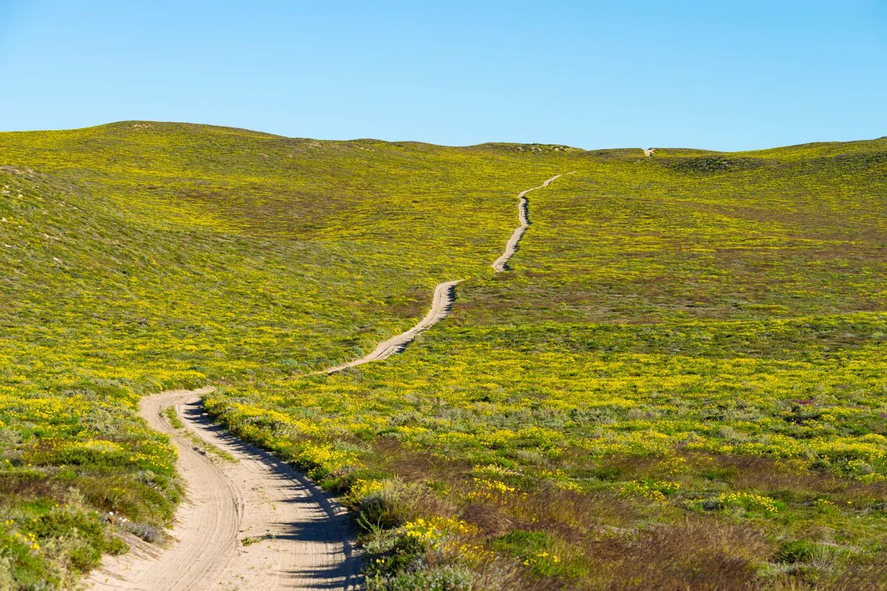 Wildflowers at Edel Land National Park