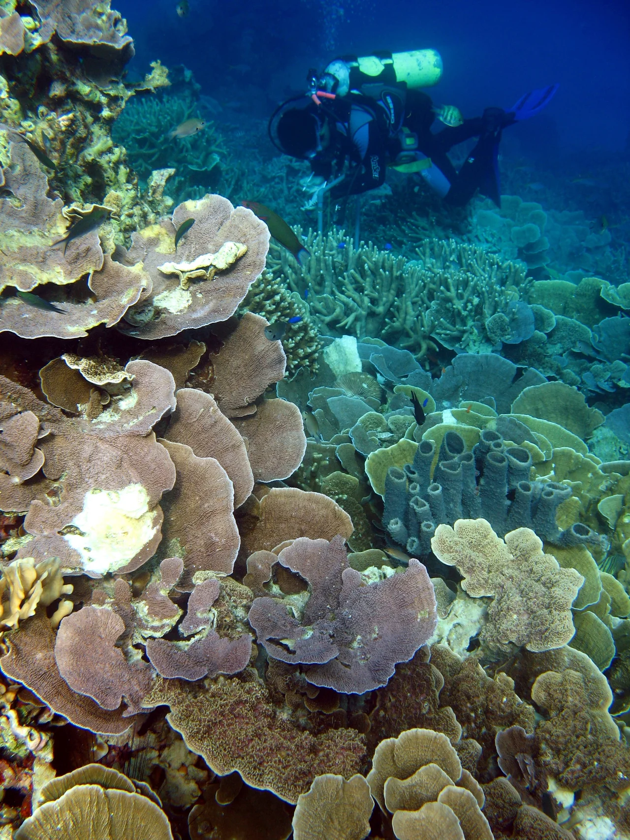 Terumbu karang di TN. Karimunjawa masih dalam kondisi yang baik. Taman Nasional Karimunjawa merupakan gugusan kepulauan berjumlah 22 pulau yang terletak di Laut Jawa, mempunyai luas 111.625 Ha. Taman Nasional Karimunjawa ditetapkan sebagai Cagar Alam Laut melalui SK Menhut No.123/Kpts-II/1986 kemudian pada tahun 1999 melalui Keputusan Menhutbun No.78/Kpts-II/1999 Cagar Alam Karimunjawa dan perairan sekitarnya seluas 111.625 Ha diubah menjadi Taman Nasional dengan nama Taman Nasional Karimunjawa. Tahun 2001 sebagian luas kawasan TN Karimunjawa seluas 110.117,30 Ha ditetapkan sebagai Kawasan Pelestarian Alam Perairan dengan Keputusan Menhut No.74/Kpts-II/2001.