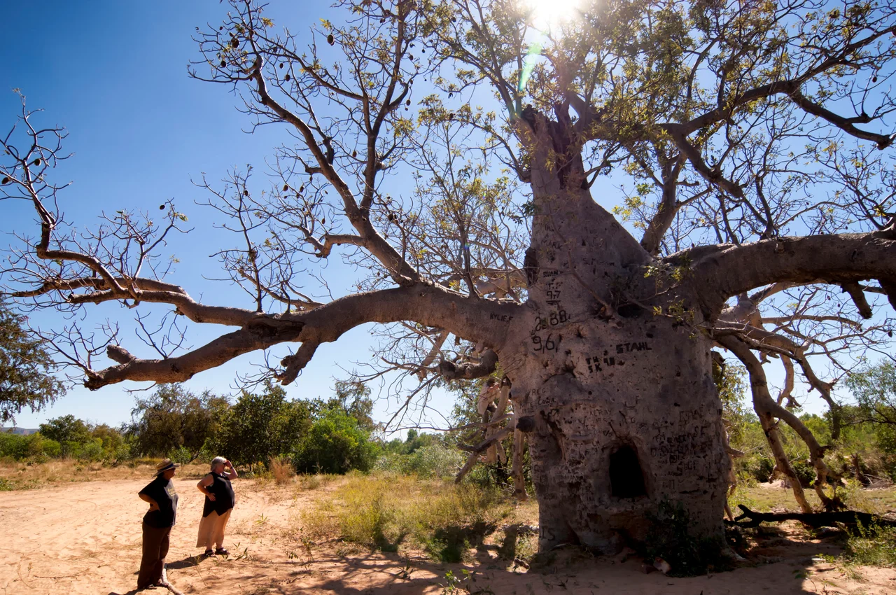 The Boab Prison Tree, Wyndham