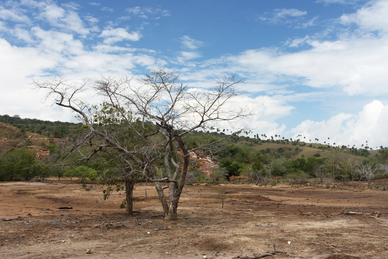 Rinca Island (Indonesia) at dry season (September)