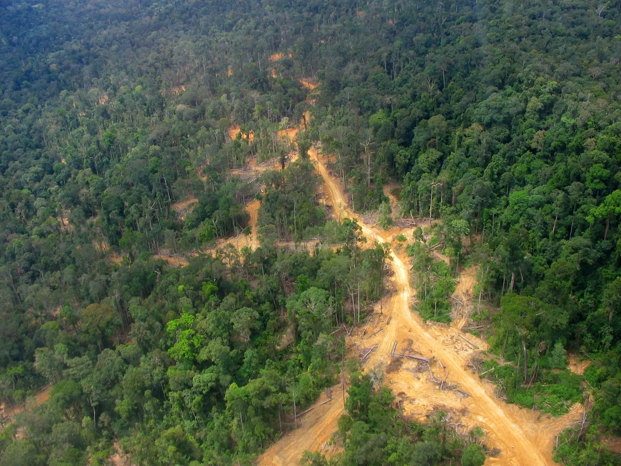 Logging road and impacts in East Kalimantan: logged forest on the left, virgin/primary forest on the right.