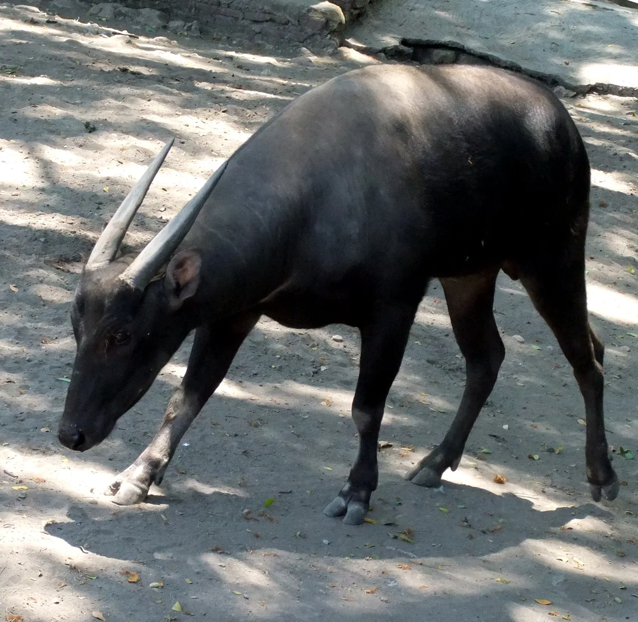 Anoa, Surabaya Zoo