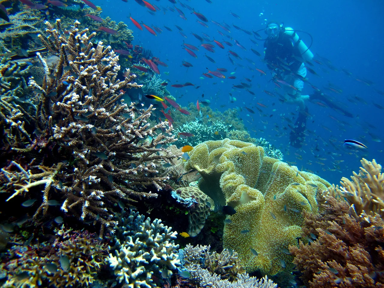 Piaynemo is an island in Misool District, Raja Ampat Regency.