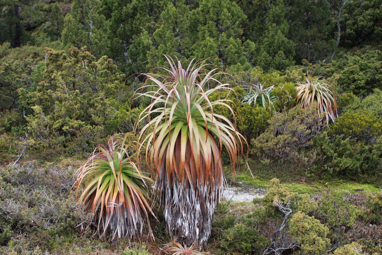 Day 1 of the Overland Track
Richea pandanifolia (Pandani or Giant Grass Tree)
These are remarkable plants, they are growing in quite a harsh alpine area. It is endemic to Tasmania.
en.wikipedia.org/wiki/Pandani

Australia oz2009 057