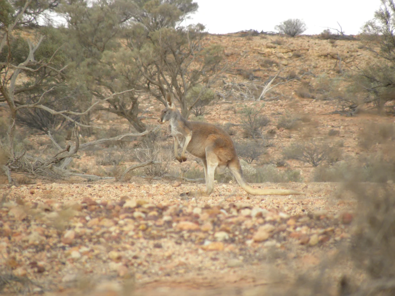 Paroo Darling National Park, New South Wales
