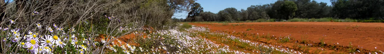 Bennets Road, Gundabooka National Park, New South Wales, Australia - 13th of August, 2016