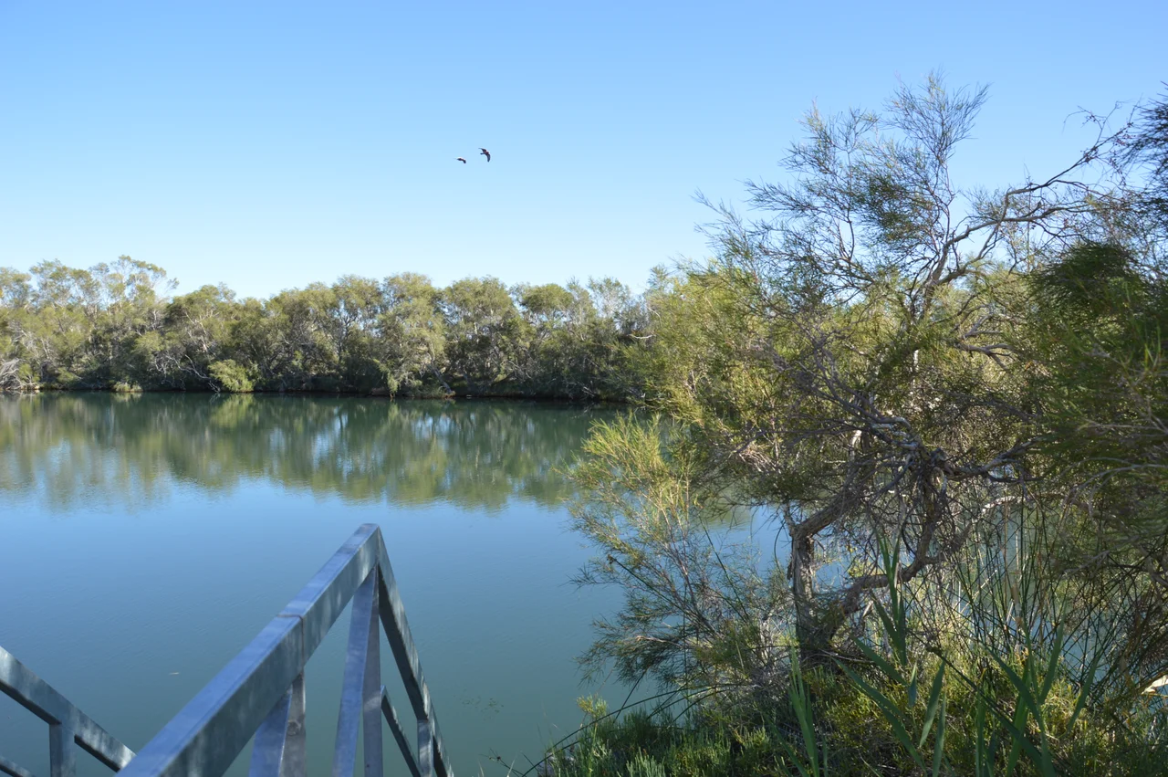 Witjira National Park where Great Artesian Basin water bubbles to the surface - its nice and warm at 40 degrees Celsius.
