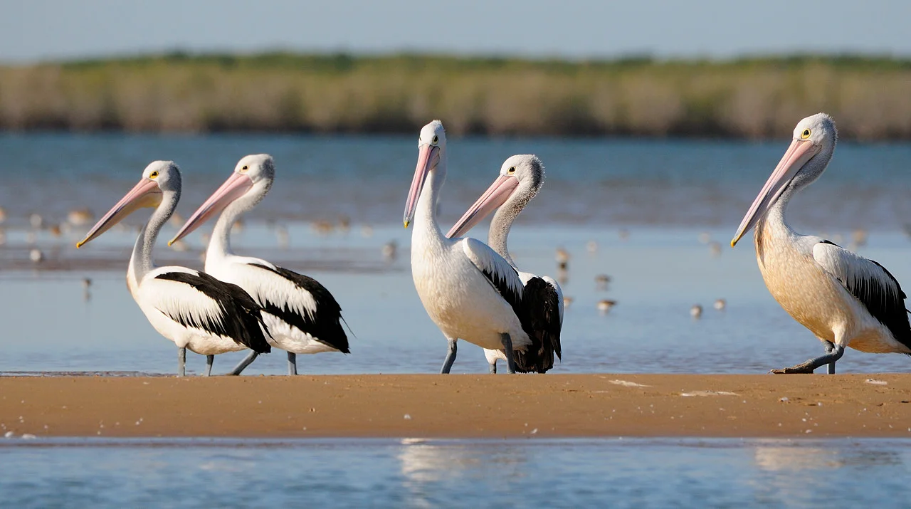 Australian Pelicans (Pelecanus conspicillatus) at the mouth of the McArthur River in the Northern Territory