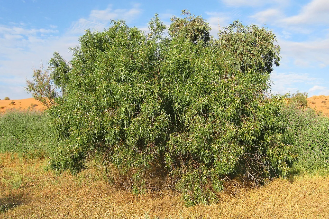 Eremophila species growing near Eyre Creek in the Simpson Desert, Australia