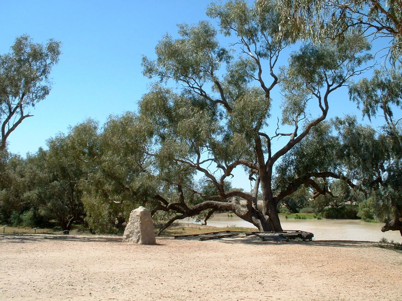 The Burke and Wills Dig Tree at Bullah Bullah Waterhole, on Coopers Creek, Queensland, Australia.