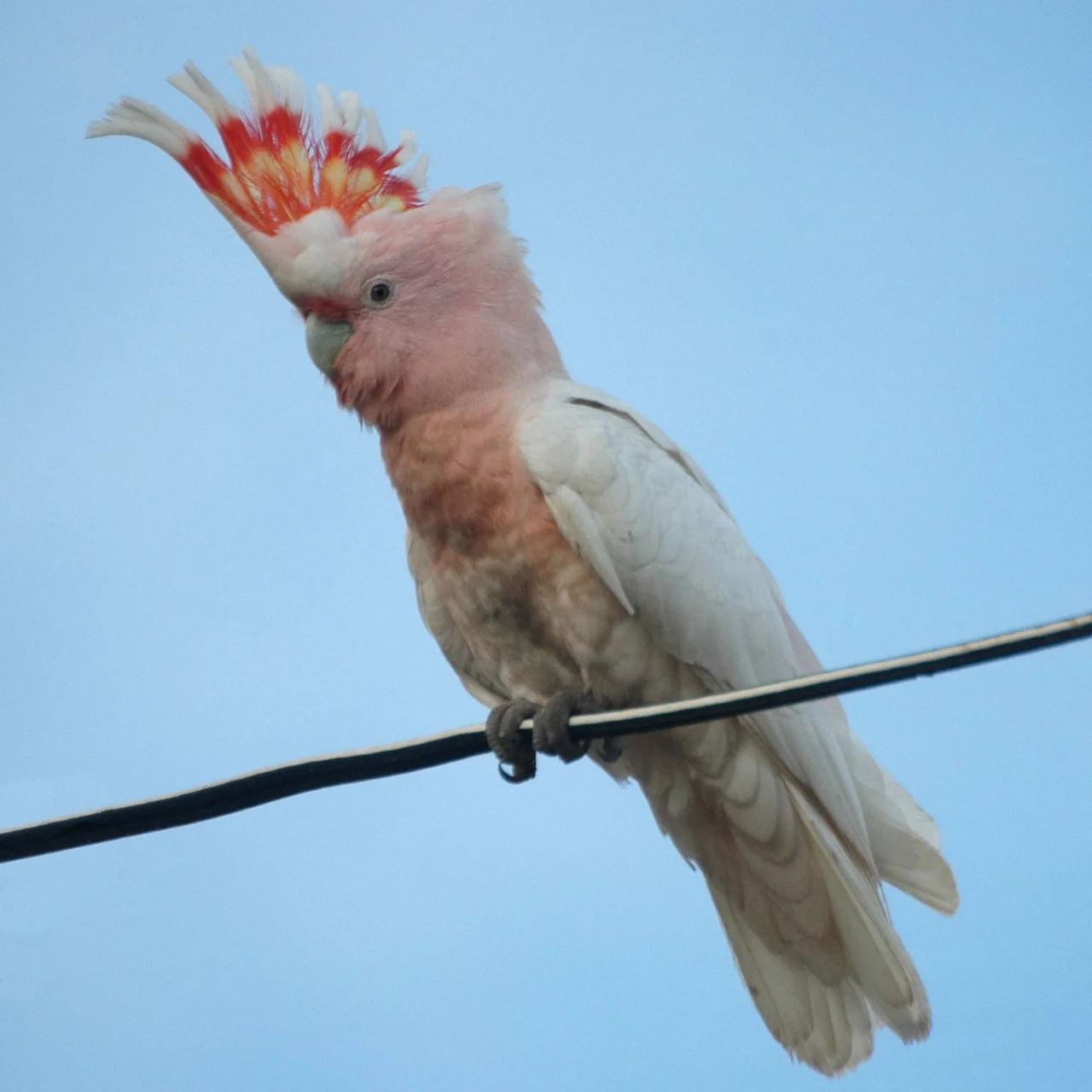 Leadbeater's Cockatoo, also known as Major Mitchell's Cockatoo or the Pink Cockatoo, at Bowra, SW Queensland, Australia.