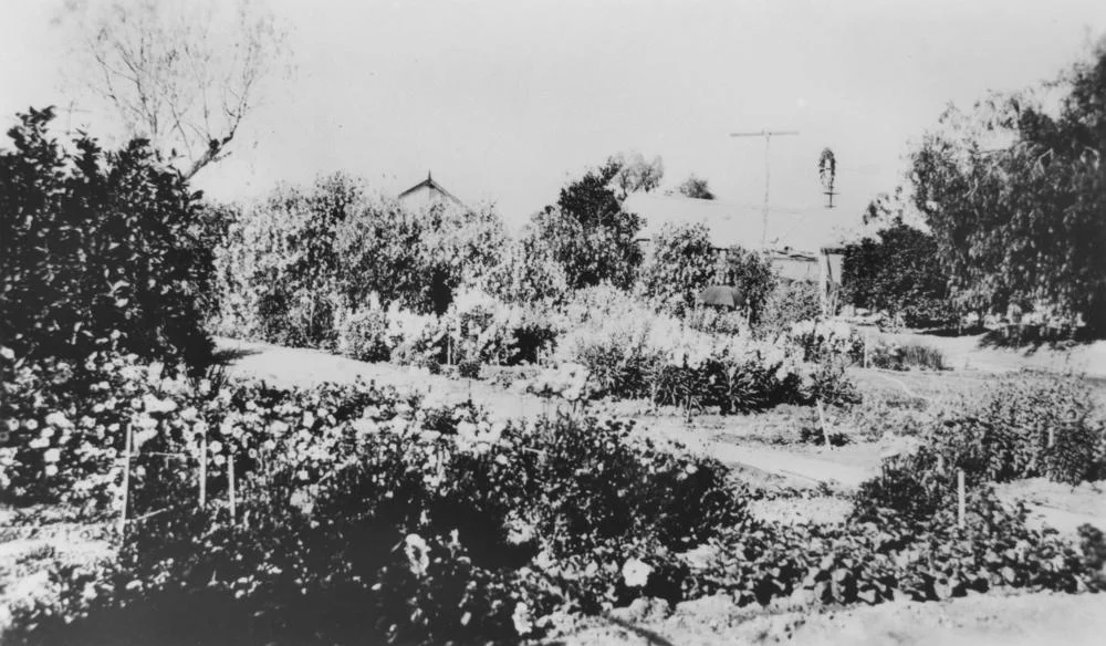 Beautiful garden at Thylungra Station, Western Queensland, 1924