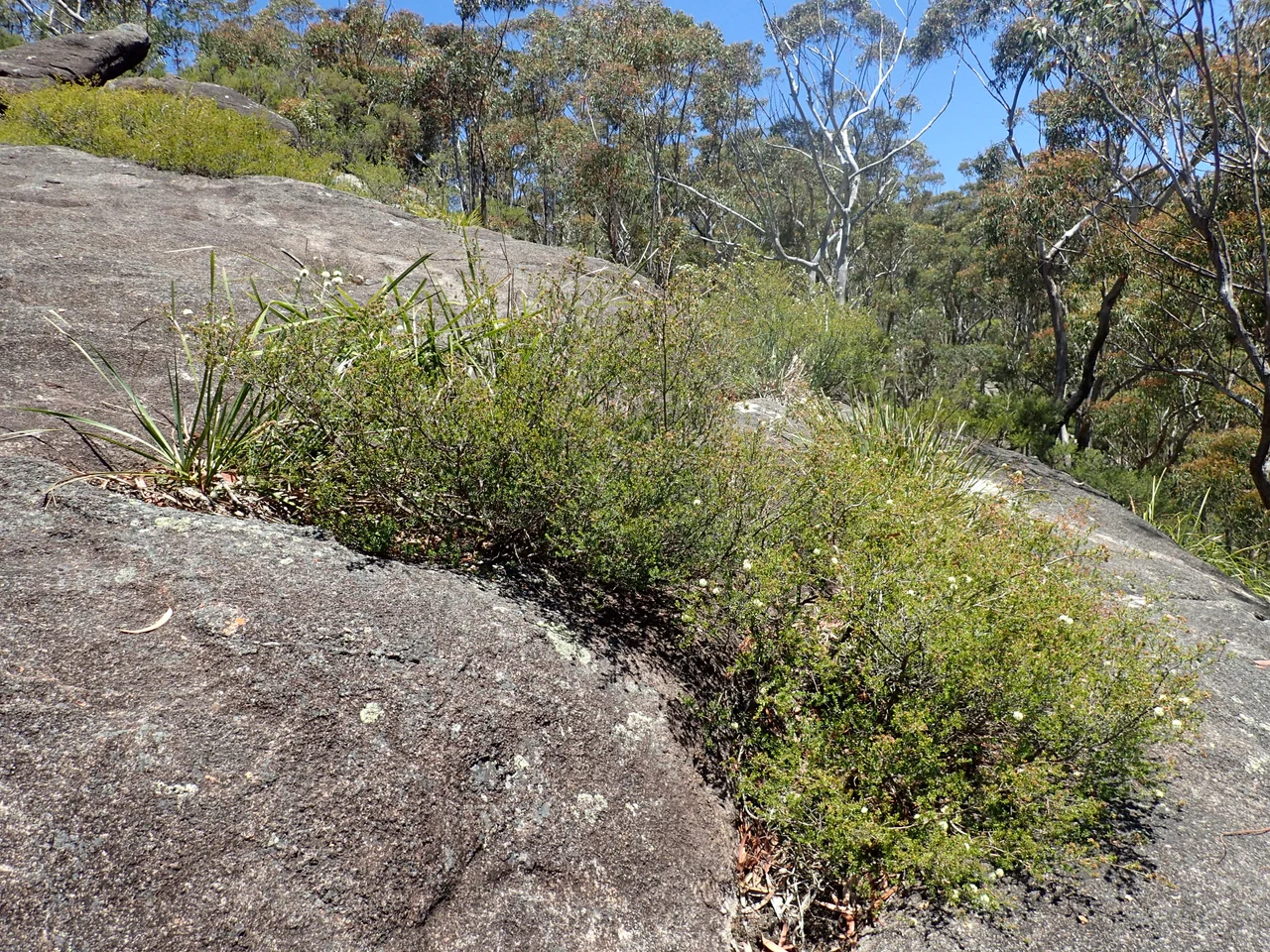 Aegopodium podagraria